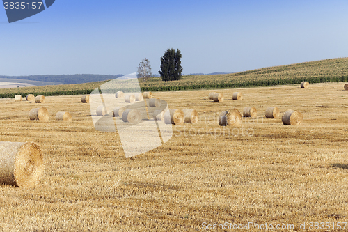 Image of haystacks in a field of straw  