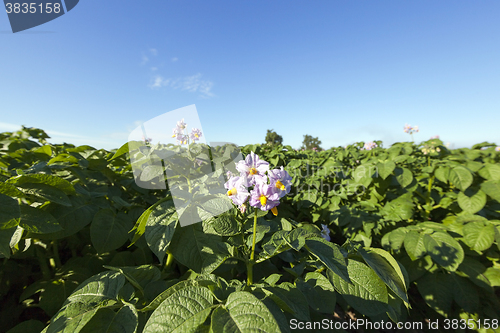 Image of Field with potato  