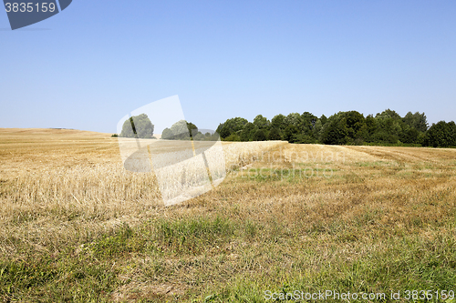 Image of band with wheat  