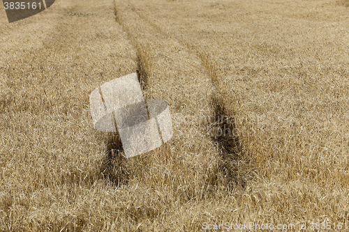 Image of Field of cereal in the summer  