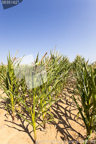 Image of unripe green corn  