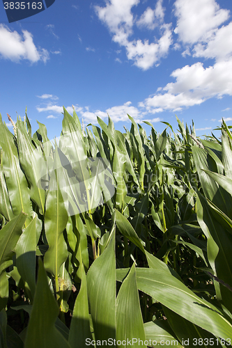 Image of Corn field, summer  