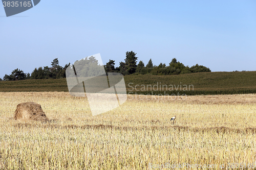 Image of wheat field, tree  
