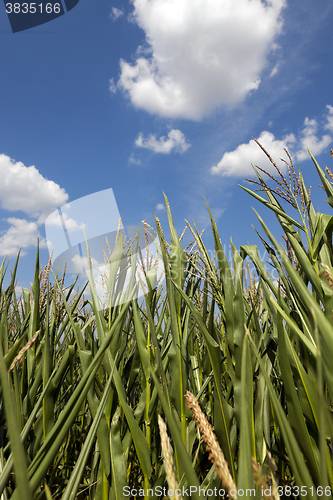 Image of Corn field, summer time 