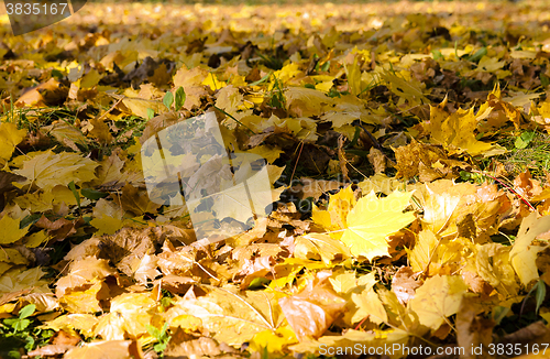 Image of fallen leaves of trees close-up 