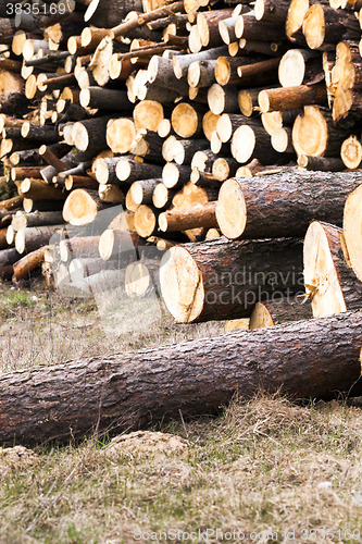 Image of logging, conifer tree