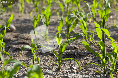 Image of Field with corn 