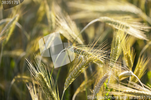 Image of green cereals, close-up  