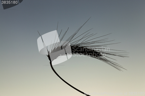 Image of Spike rye at sunset  