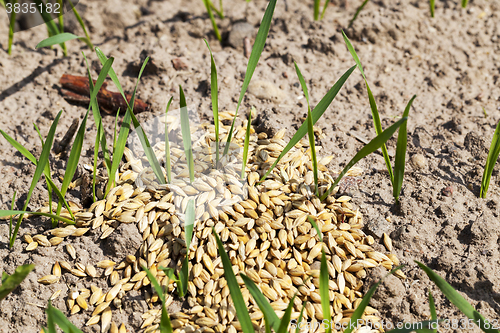 Image of little sprout Cereal  