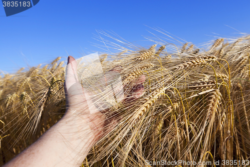 Image of farm field cereals  