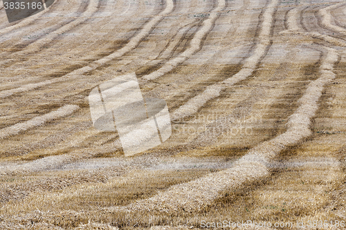 Image of haystacks in a field of straw  