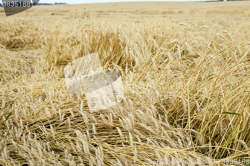 Image of destroyed by the storm wheat  