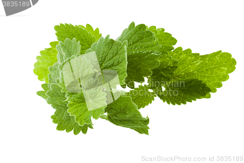 Image of lemon balm, isolated  