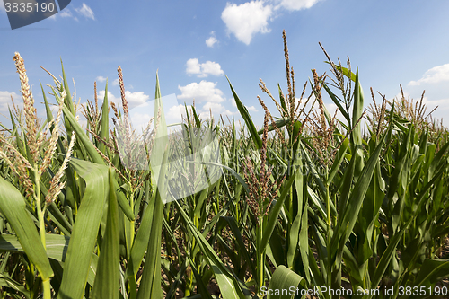 Image of corn field, agriculture 