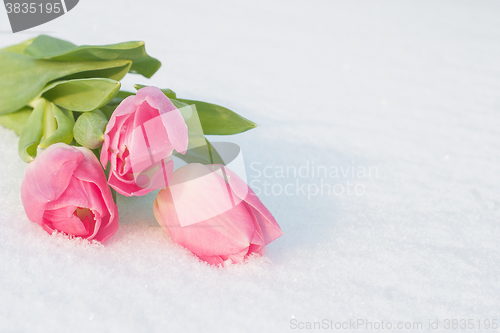 Image of Spring card with tulips in the snow