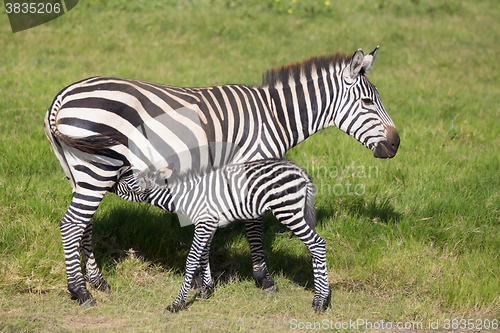 Image of Mother nursing foal zebra, Equus quagga.