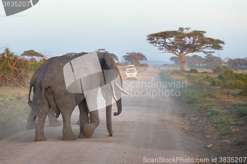 Image of Family of elephants on dirt roadi in Amboseli