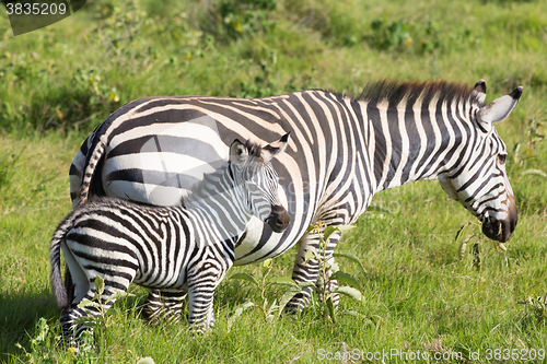 Image of Mother and foal zebra, Equus quagga.