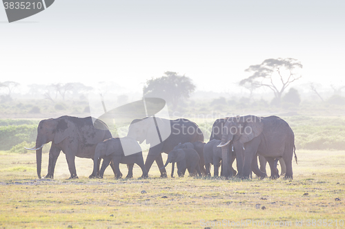 Image of Herd of elephants in Amboseli National park Kenya