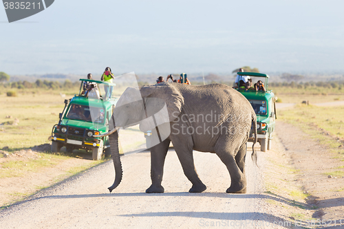 Image of Elephantt crossing dirt roadi in Amboseli, Kenya.