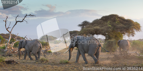 Image of Elephants in front of Kilimanjaro, Amboseli, Kenya