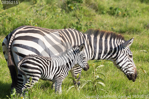 Image of Mother and foal zebra, Equus quagga.