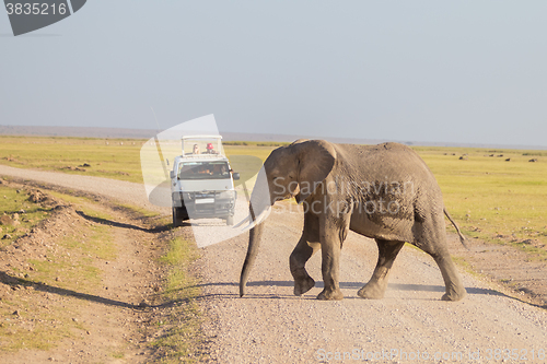 Image of Elephantt crossing dirt roadi in Amboseli, Kenya.