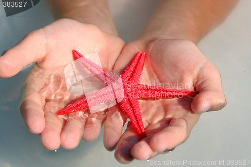 Image of Starfish