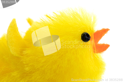 Image of Single easter chick, isolated, close-up