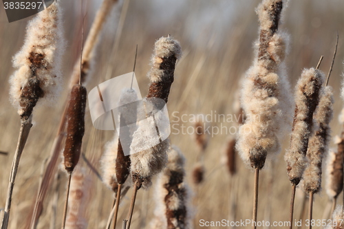 Image of   Dried Cattail