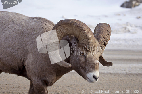Image of Big Horn Sheep