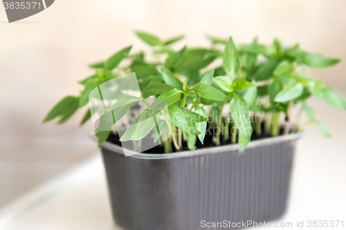 Image of Seedlings of sweet pepper in the container of land.