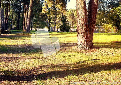 Image of Forest landscape on a Sunny day.