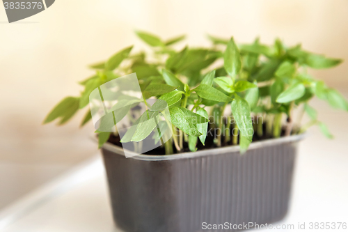 Image of Seedlings of sweet pepper in the container of land.