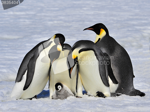 Image of Emperor Penguins with chick