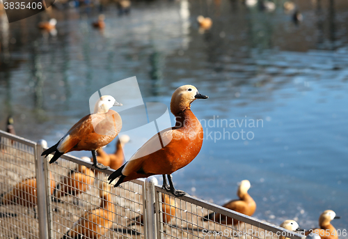 Image of Beautiful large duck