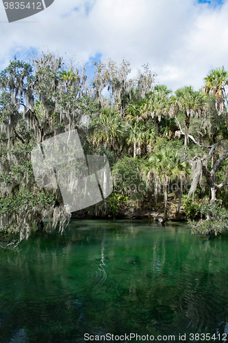 Image of West Indian Manatee, Blue Spring, Florida, USA