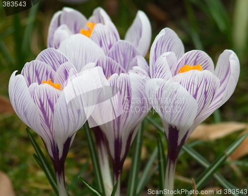 Image of crocus