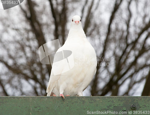 Image of White release dove