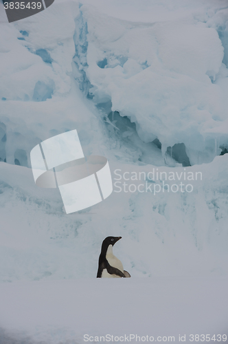 Image of Adelie Penguin on an Iceberg