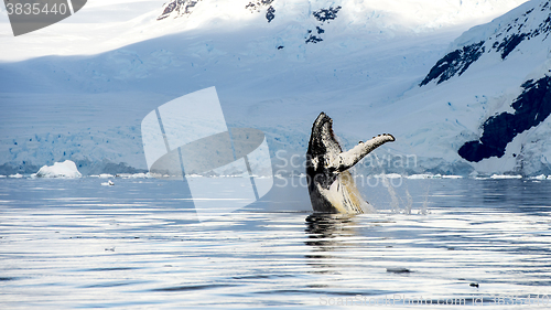 Image of Hampback whale breaching jumping  