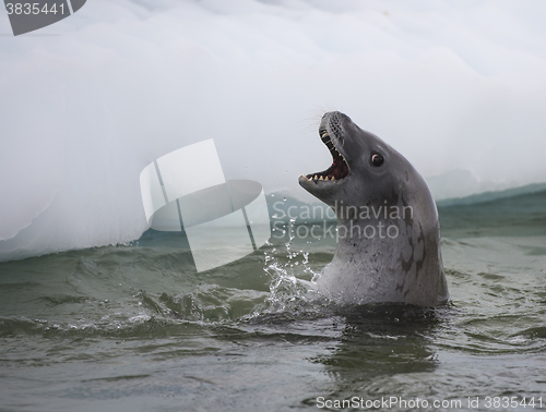 Image of Crabeater seals in the water