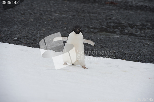 Image of Adelie Penguin on an Iceberg