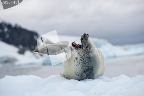 Image of Crabeater seals on the ice.