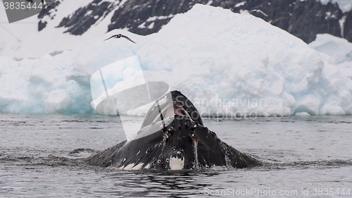 Image of Humpback Whale feeding krill