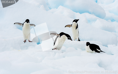 Image of Adelie Penguin on an Iceberg