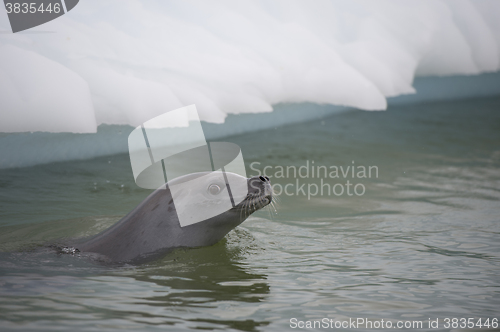 Image of Crabeater seals on the ice.