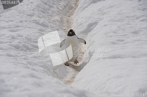 Image of Gentoo Penguin walk on the snow