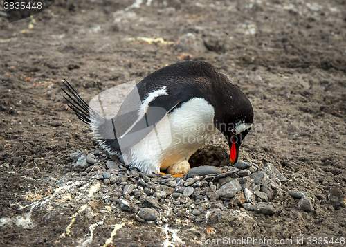 Image of Gentoo Penguin on the nest